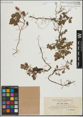 Foto von Salix herbacea L. x Salix polaris Wahlenb.